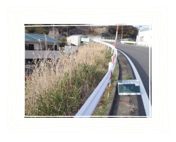 法面防草対策工事前